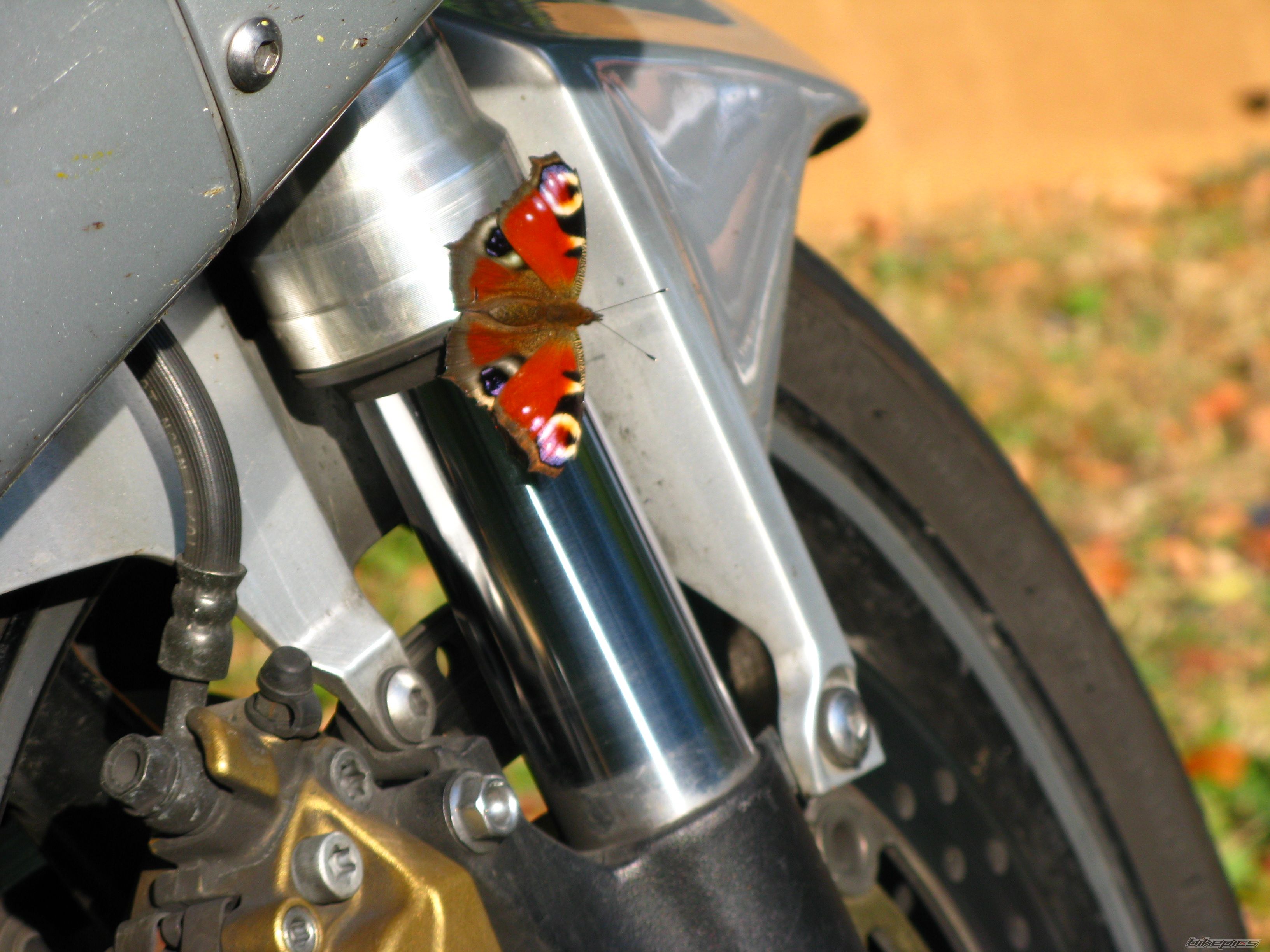 2001 HONDA CBR 900 | Picture 2062864 motorcycle photo