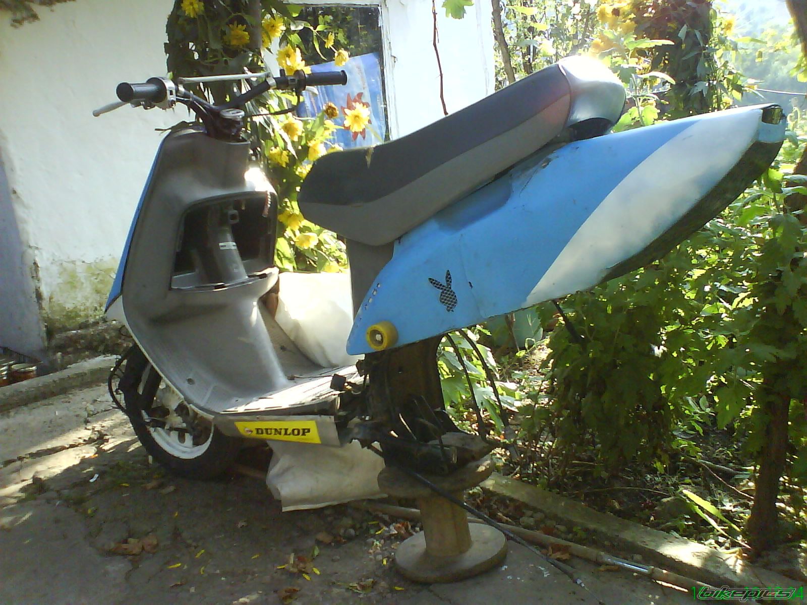 1994 HONDA VISION 50 | Picture 2068811 motorcycle photo