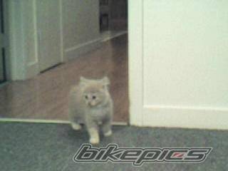 2004 ARCTIC CAT KITTY CAT | Picture 213368 motorcycle photo