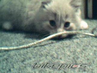 2004 ARCTIC CAT KITTY CAT | Picture 213373 motorcycle photo