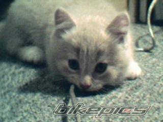 2004 ARCTIC CAT KITTY CAT | Picture 213377 motorcycle photo