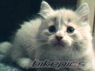 2004 ARCTIC CAT KITTY CAT | Picture 213384 motorcycle photo