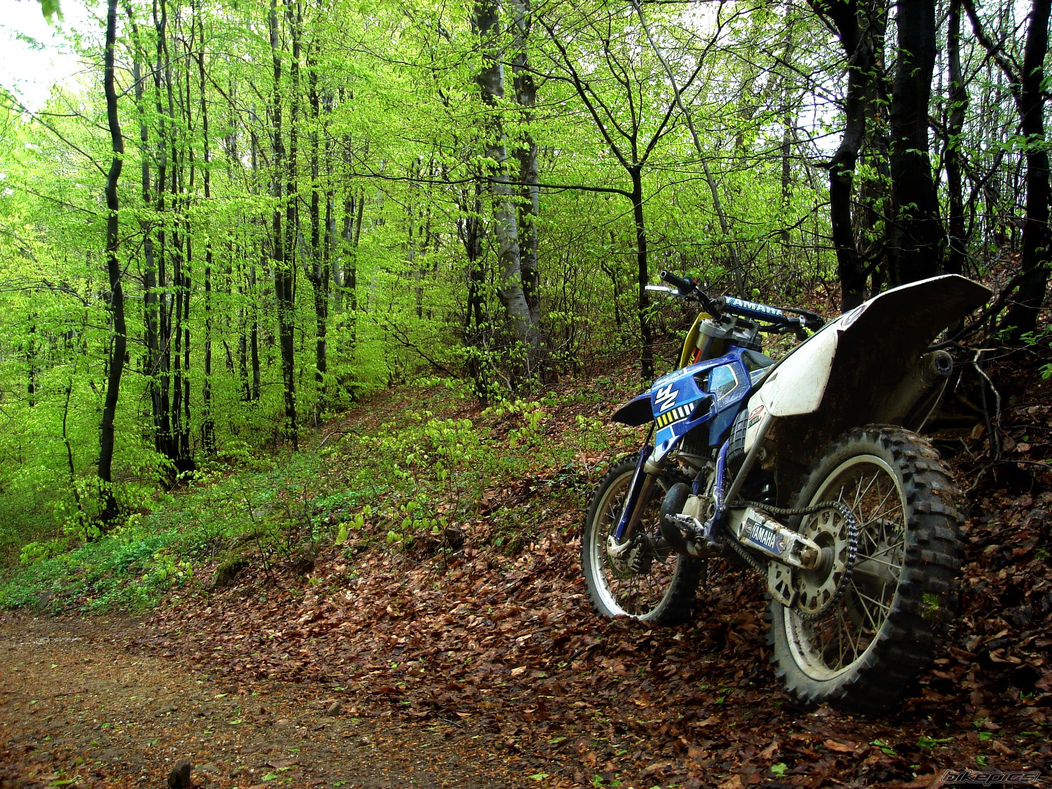 2000 YAMAHA YZ 250 | Picture 2203798 motorcycle photo