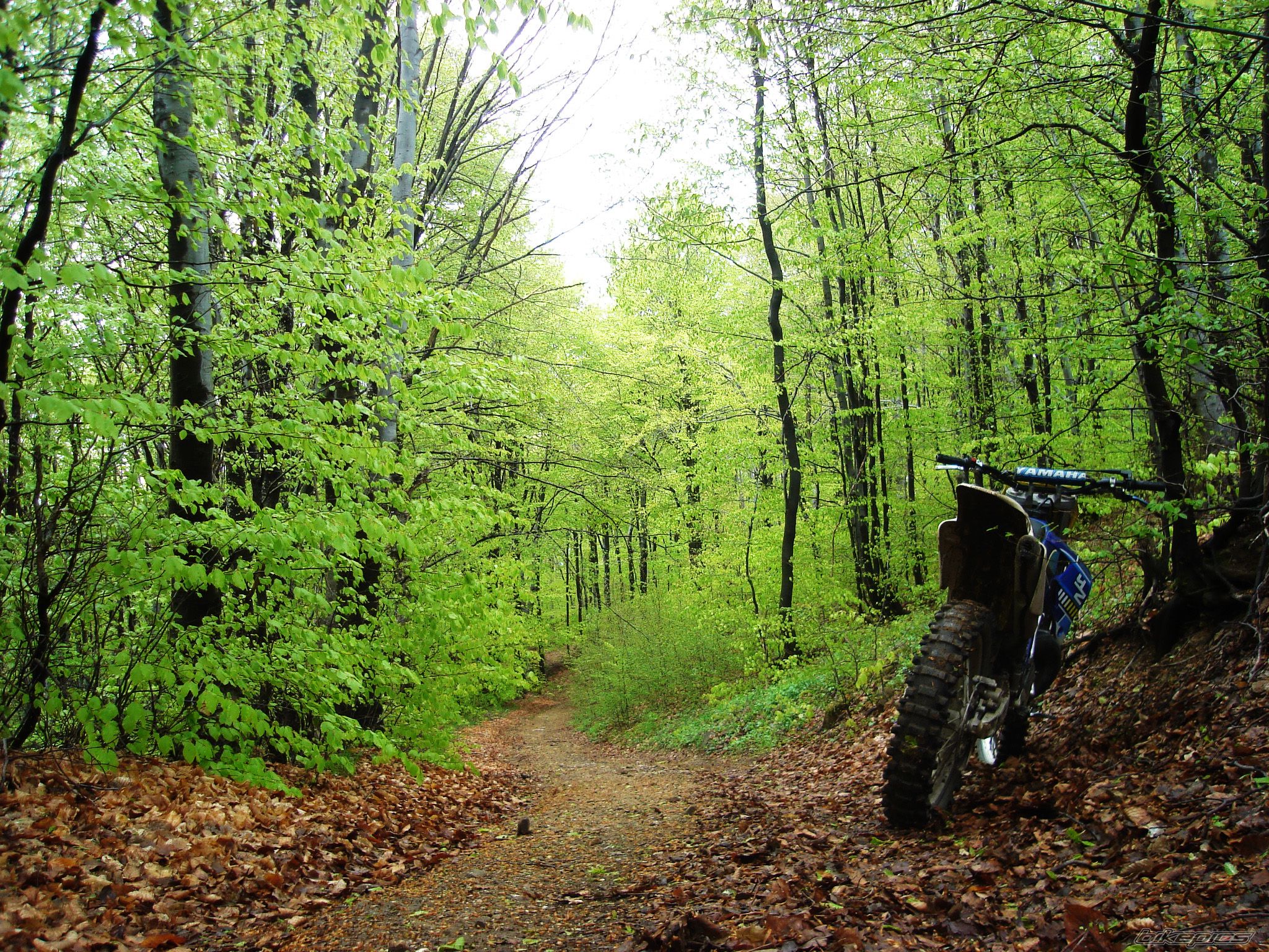 2000 YAMAHA YZ 250 | Picture 2203802 motorcycle photo