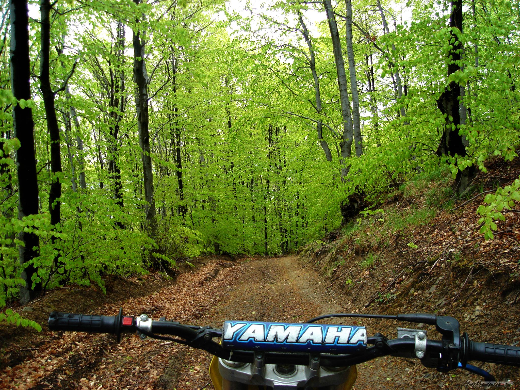 2000 YAMAHA YZ 250 | Picture 2203803 motorcycle photo