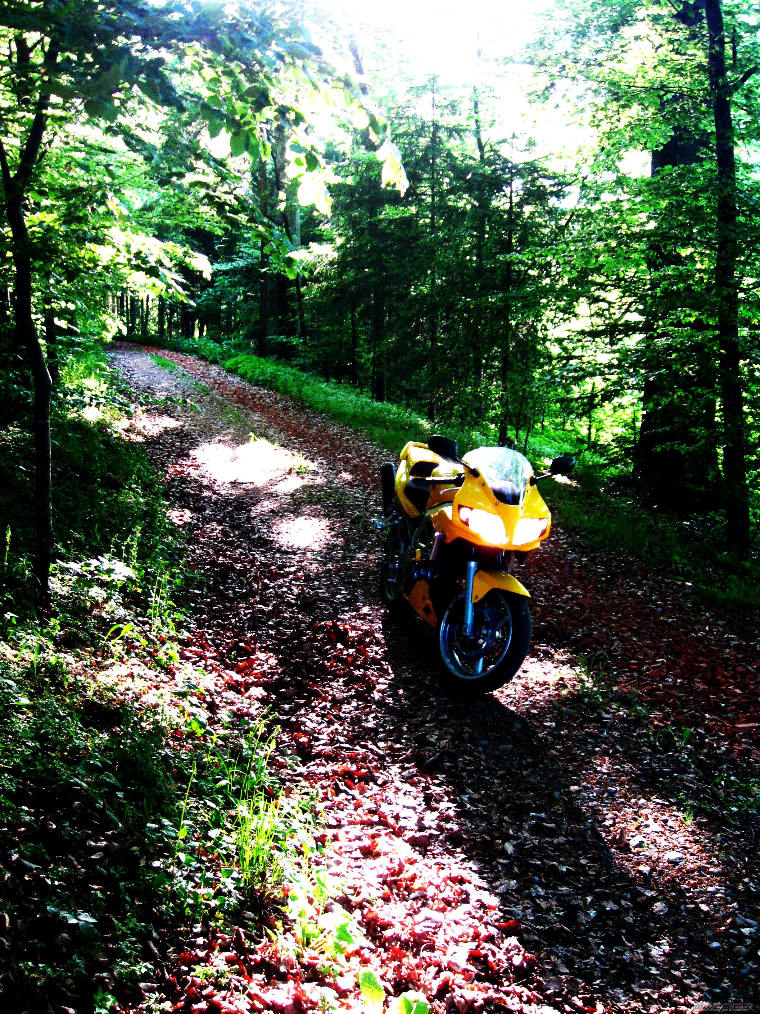 2004 SUZUKI SV 650S | Picture 2204342 motorcycle photo