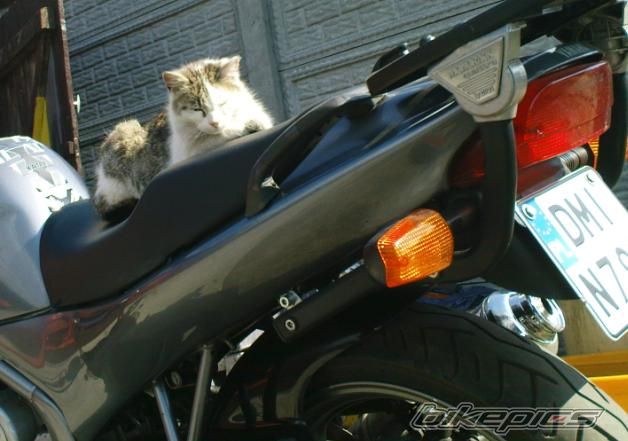 1995 YAMAHA XJ 600 | Picture 2235822 motorcycle photo