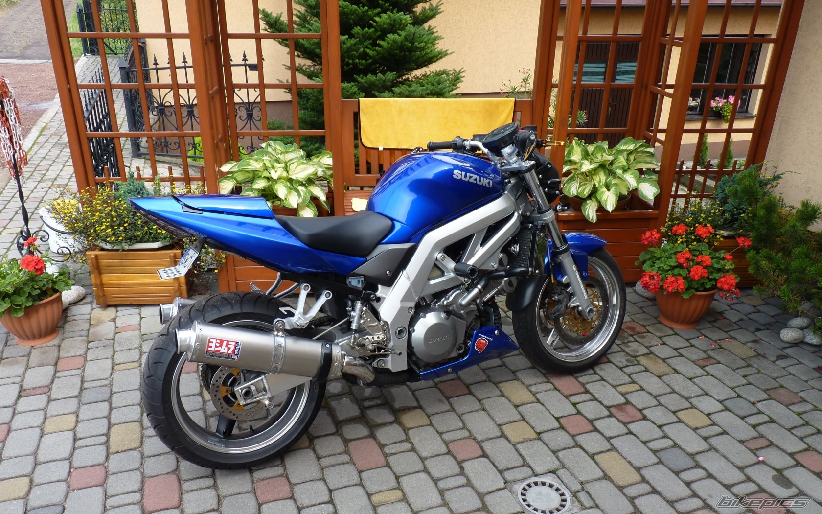 2003 SUZUKI SV 1000 | Picture 2248119 motorcycle photo