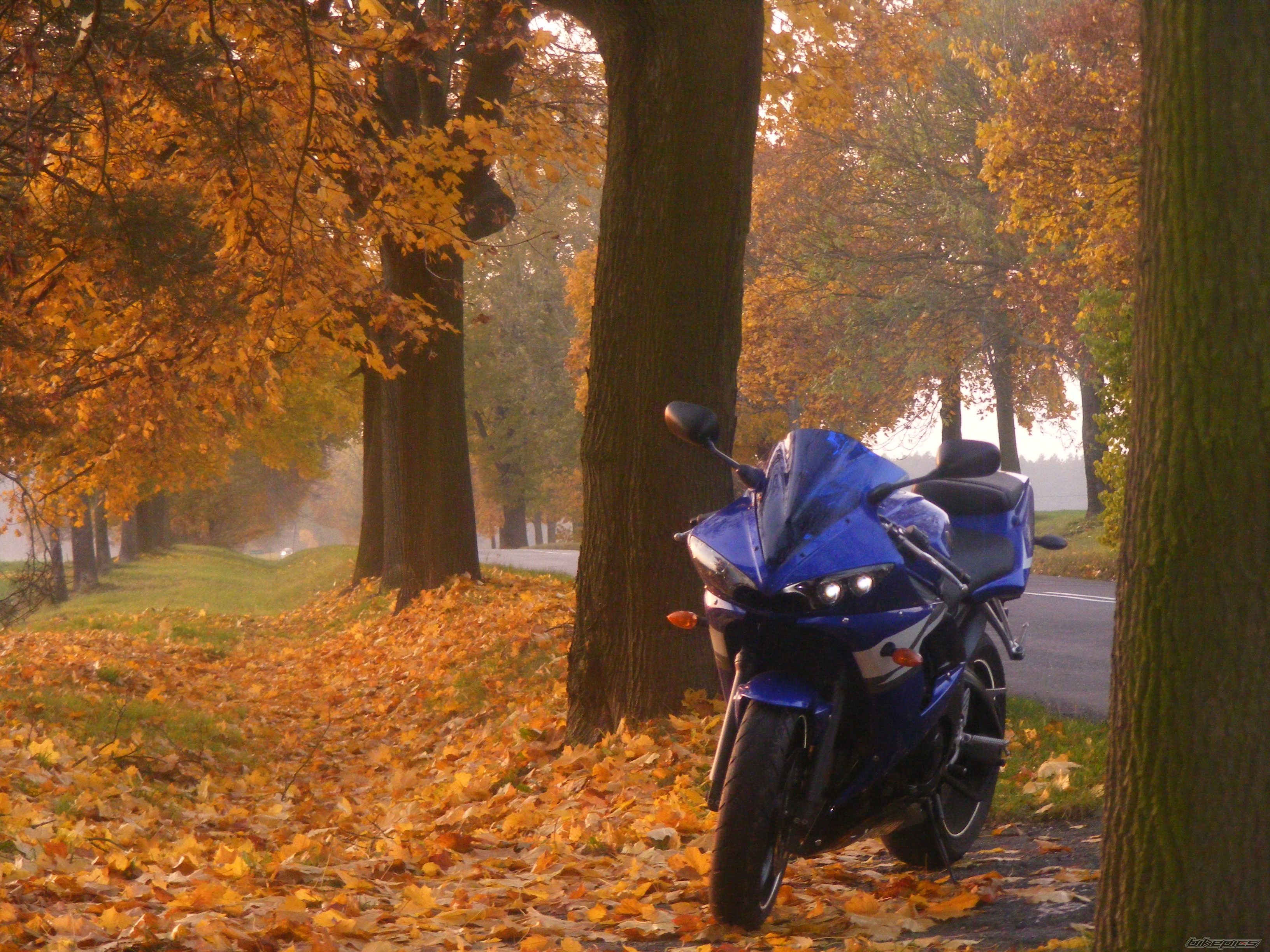 2004 YAMAHA YZF R6 | Picture 2295016 motorcycle photo