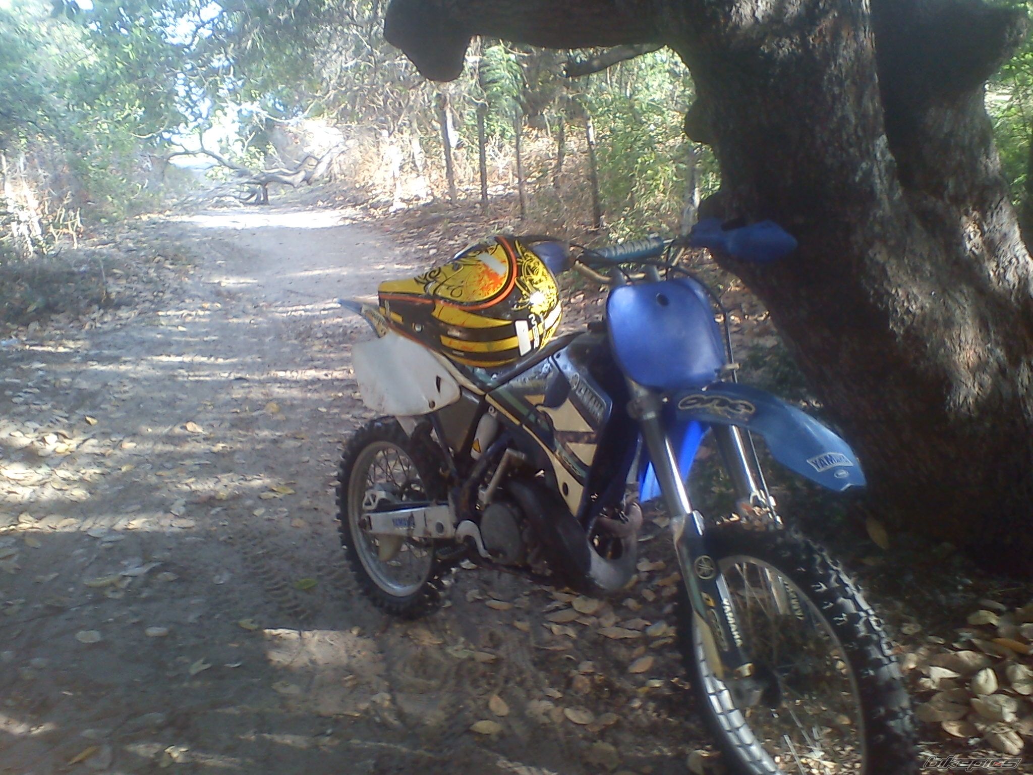 1999 YAMAHA YZ 250 | Picture 2301048 motorcycle photo