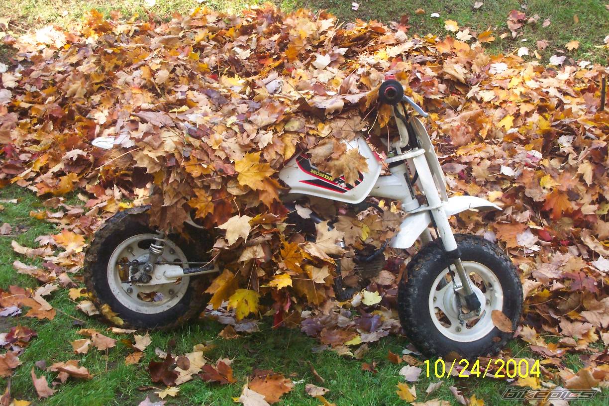 1999 HONDA Z 50 | Picture 233319 motorcycle photo