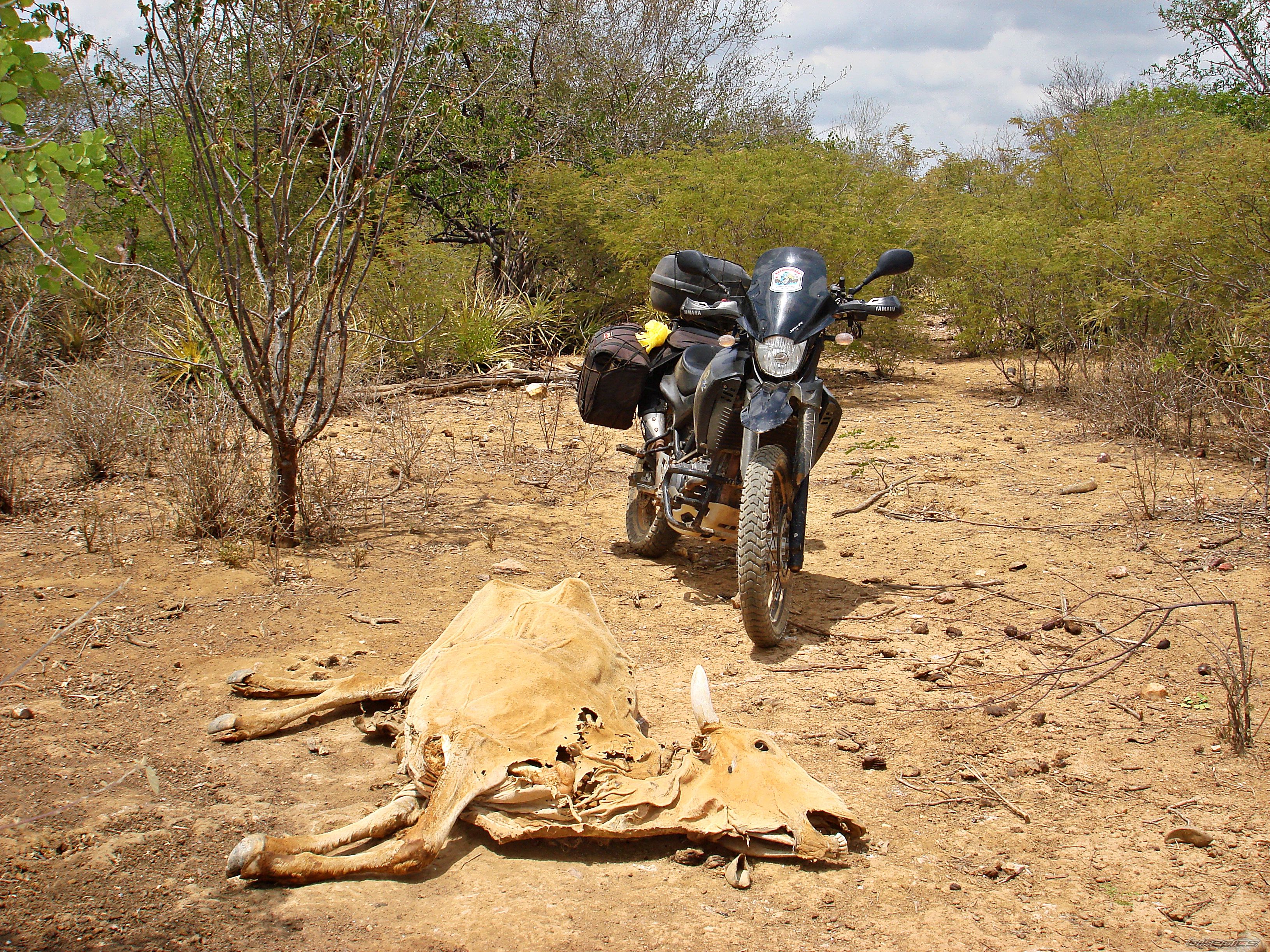 2008 YAMAHA XT 660 | Picture 2354812 motorcycle photo