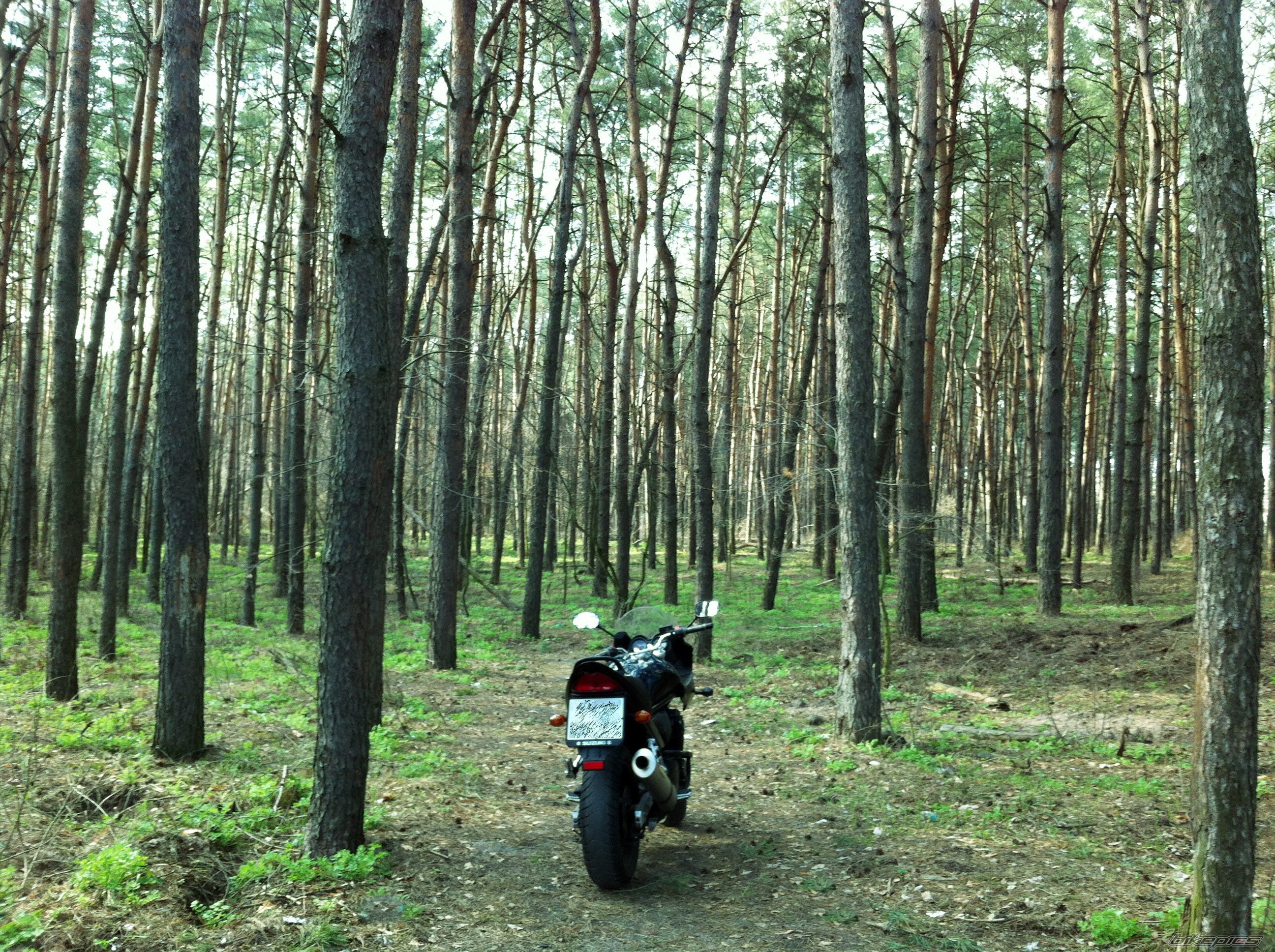 2006 SUZUKI BANDIT 650 | Picture 2383710 motorcycle photo