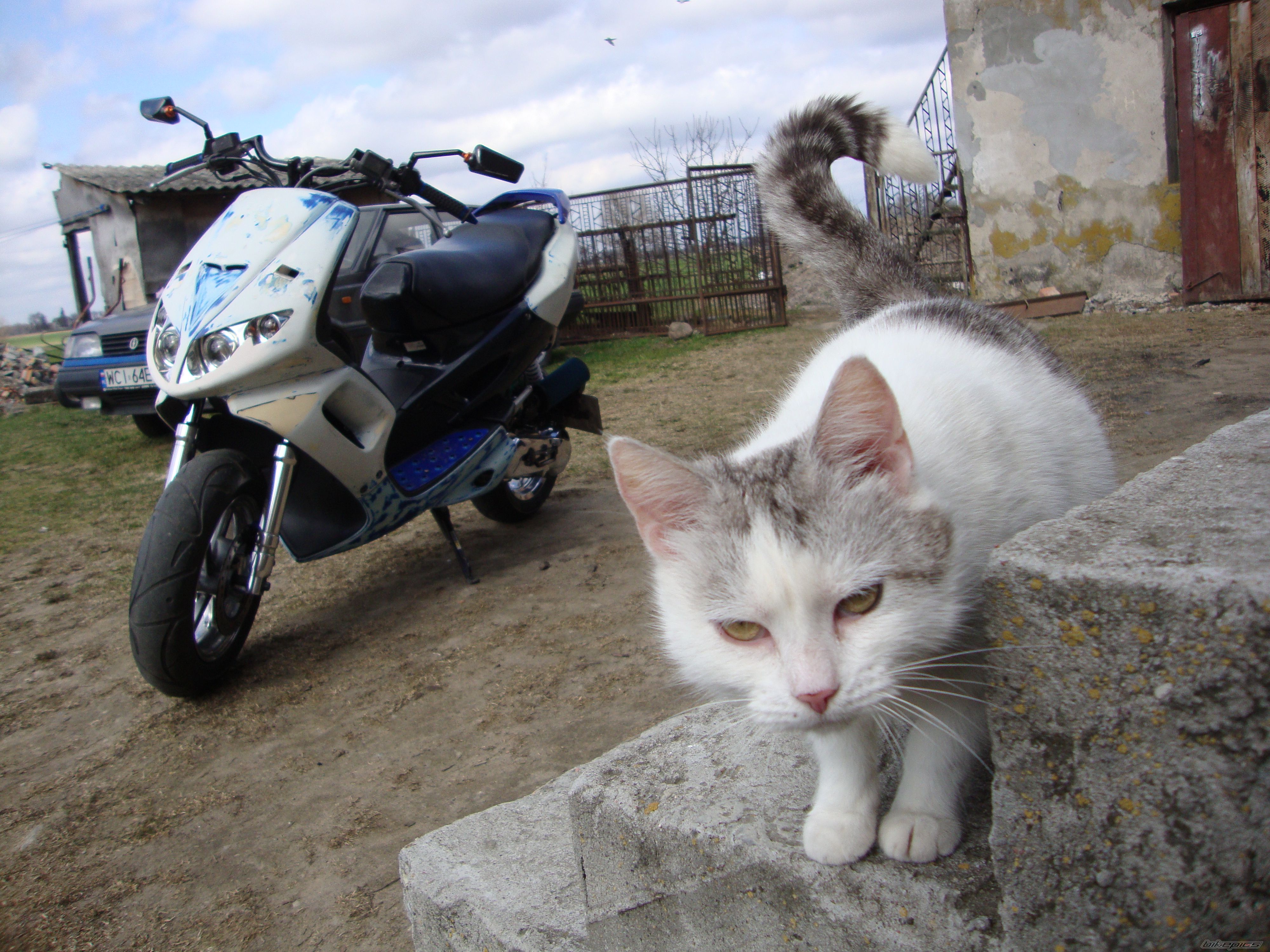 1999 PEUGEOT SPEEDFIGHT PROST | Picture 2384402 motorcycle photo