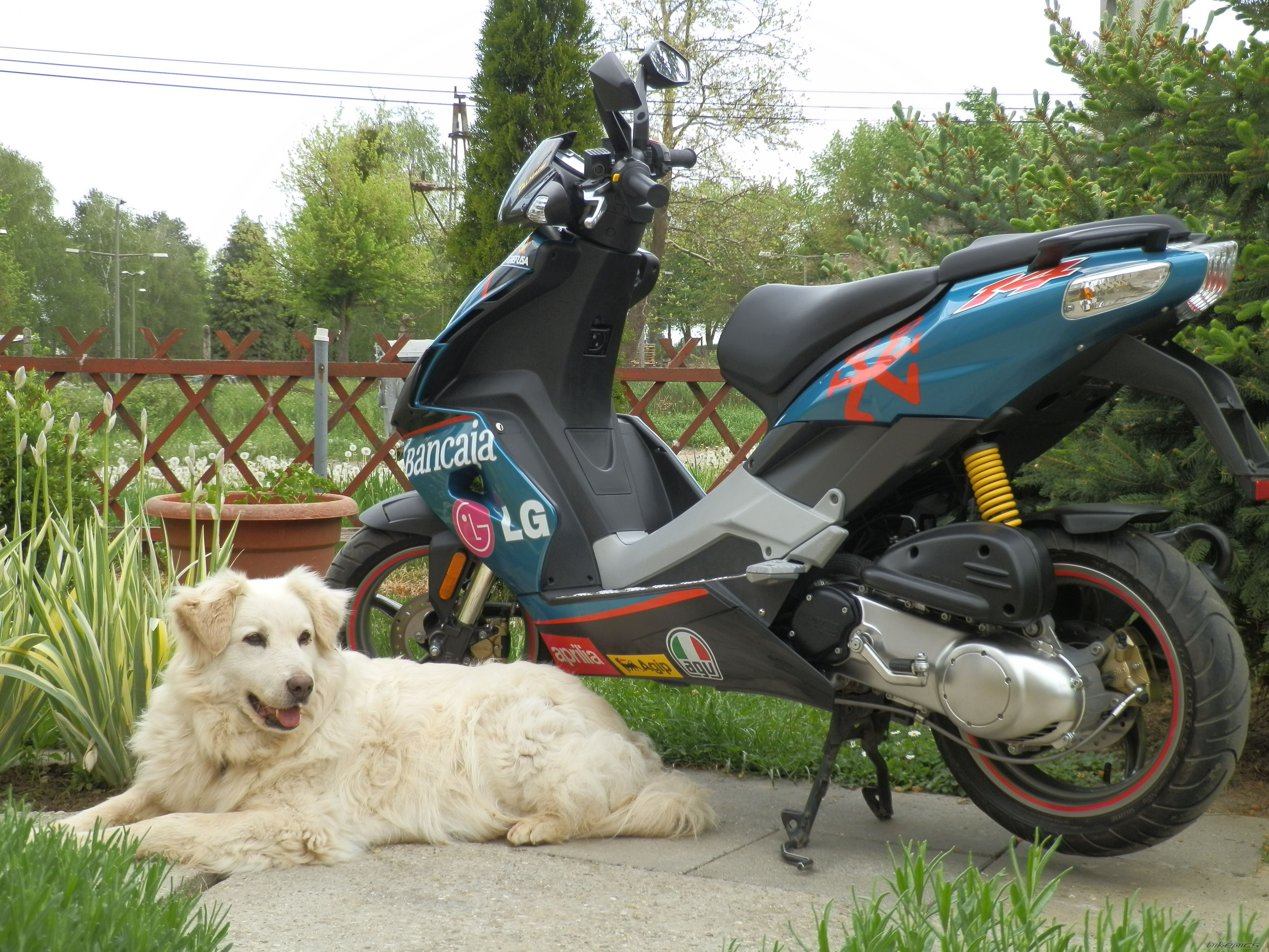 2008 APRILIA SR 50 | Picture 2394360 motorcycle photo