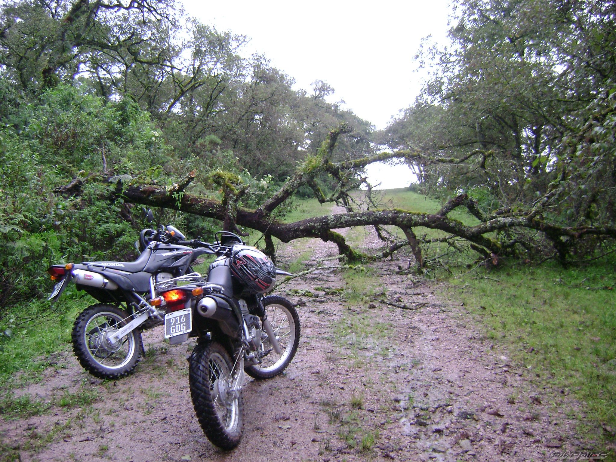 2010 HONDA XR TORNADO | Picture 2421851 motorcycle photo