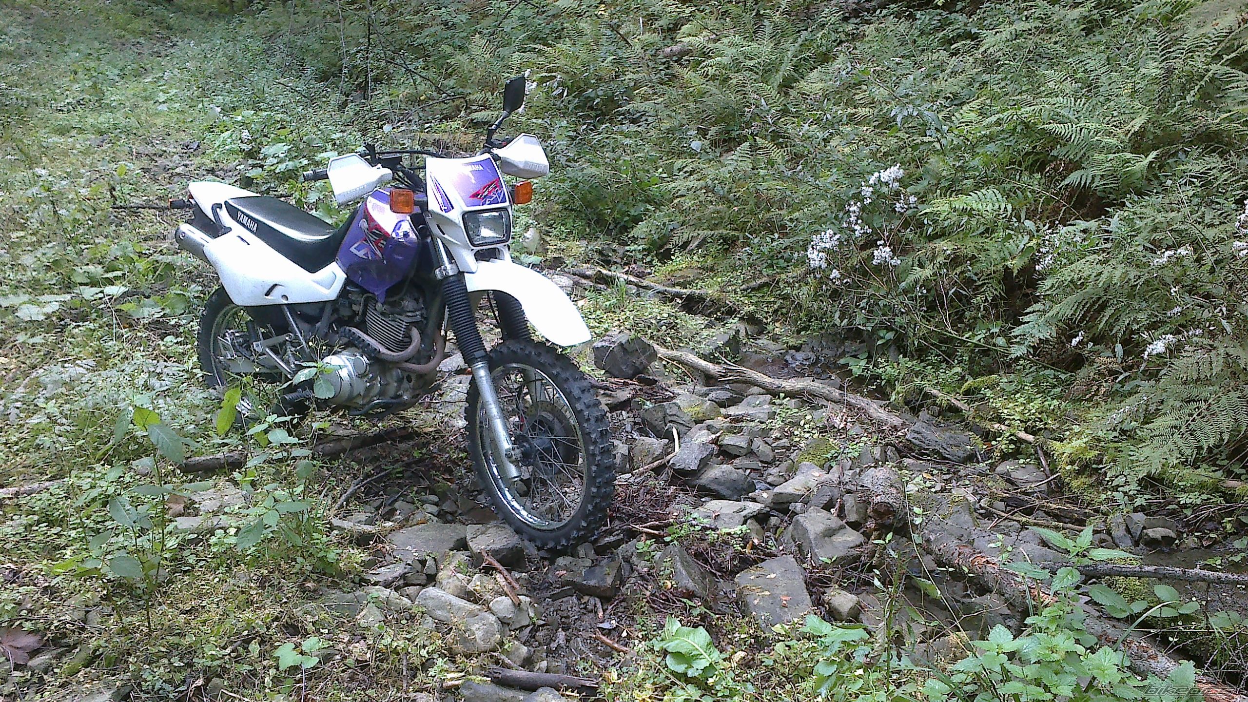 1995 YAMAHA XT 600 | Picture 2460060 motorcycle photo