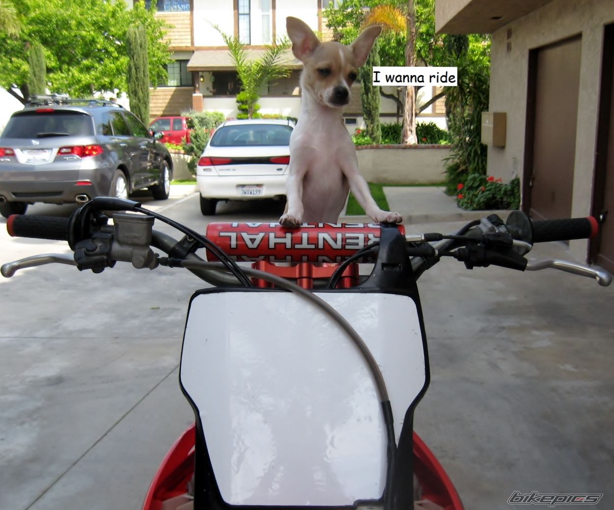 2006 HONDA CRF 450 | Picture 2560194 motorcycle photo