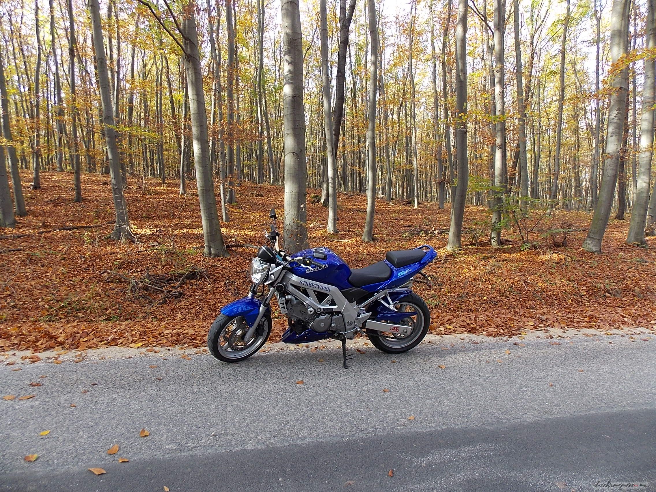 2004 SUZUKI SV 650 | Picture 2615176 motorcycle photo