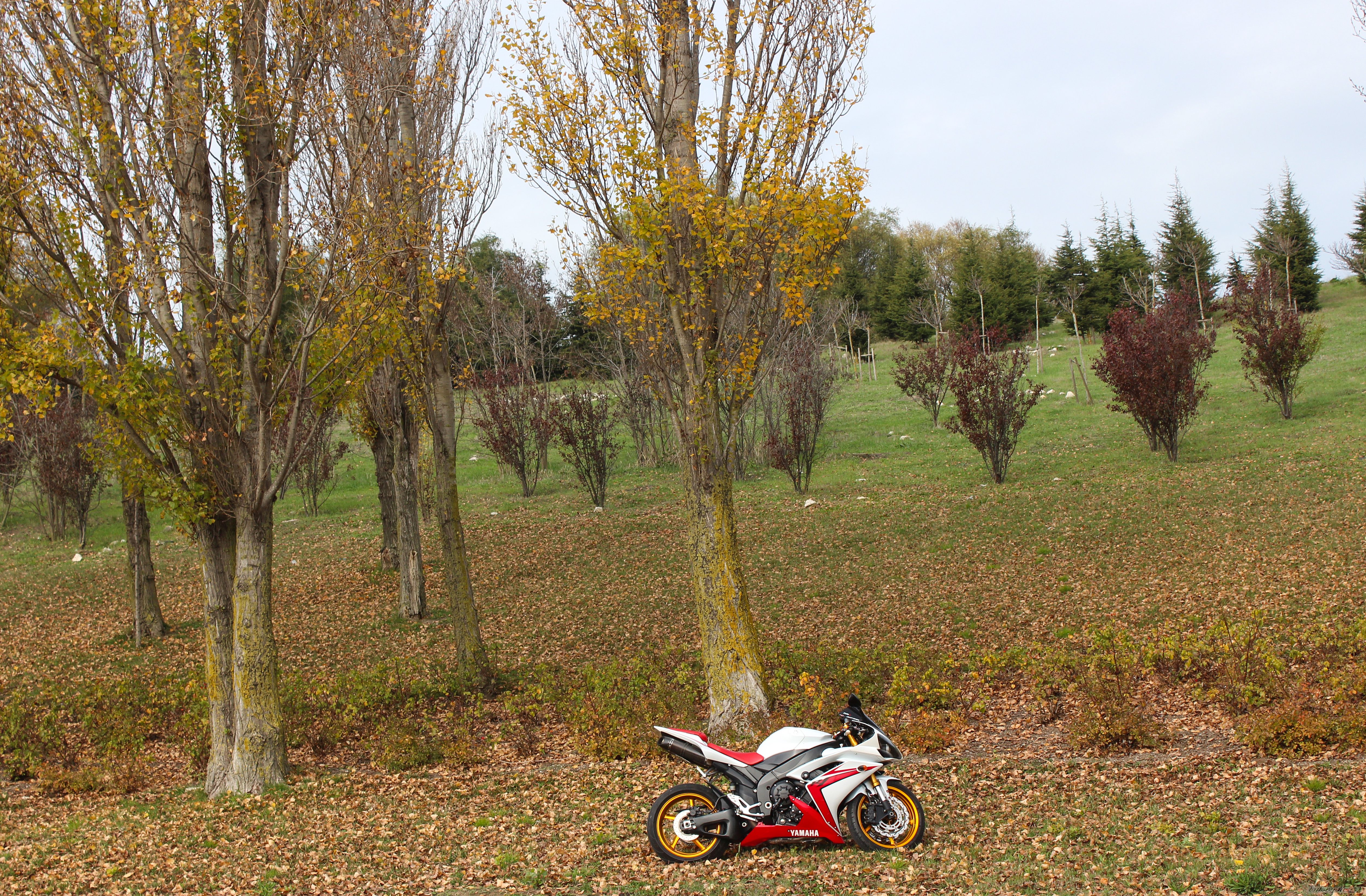 2008 YAMAHA YZF R1 | Picture 2620226 motorcycle photo