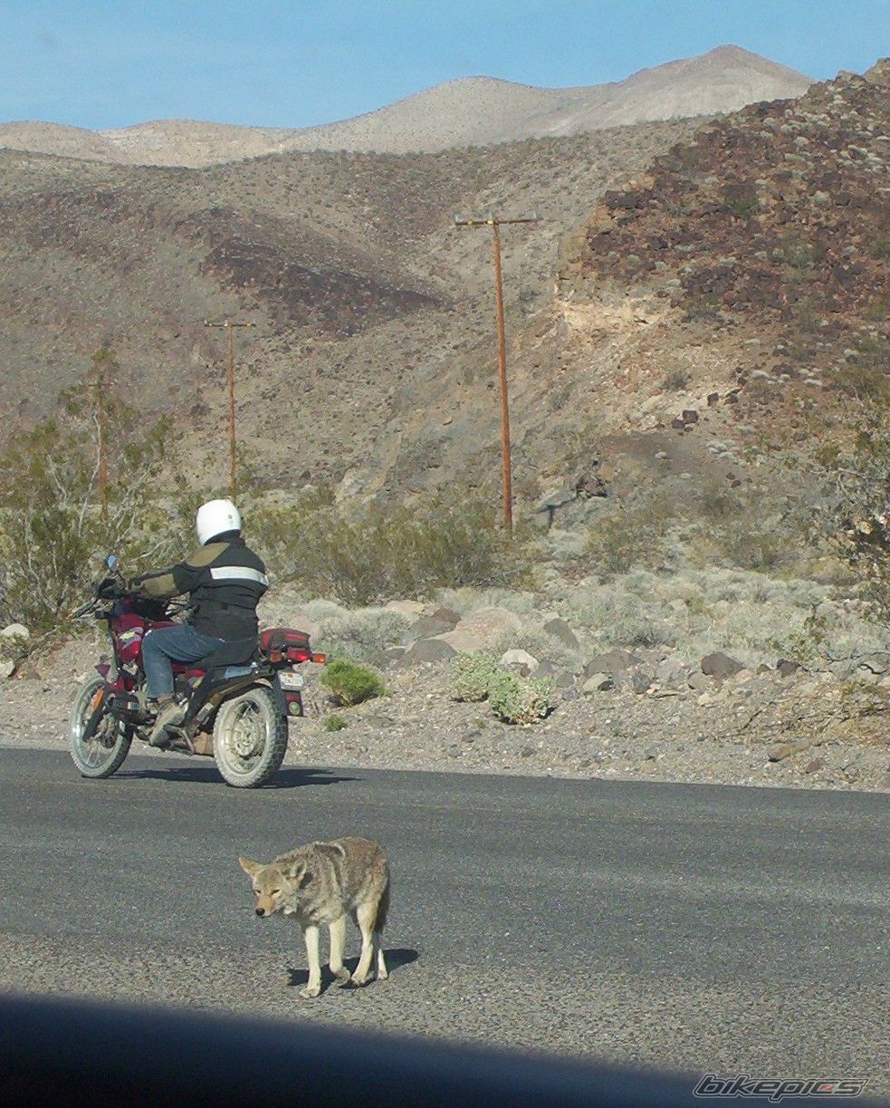 1994 BMW R 100 GS | Picture 2623617 motorcycle photo