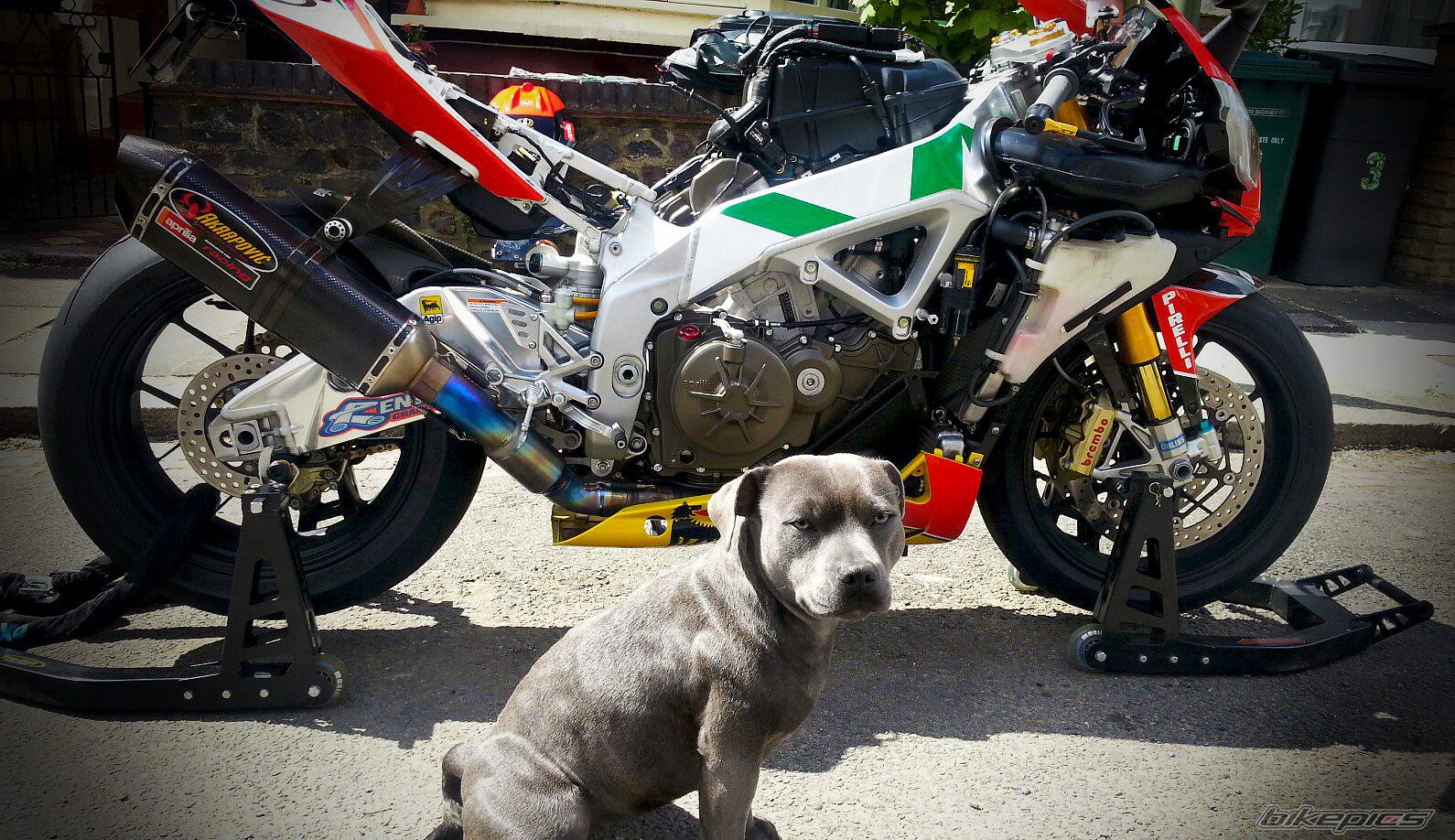 2010 APRILIA RSV4 FACTORY | Picture 2636734 motorcycle photo