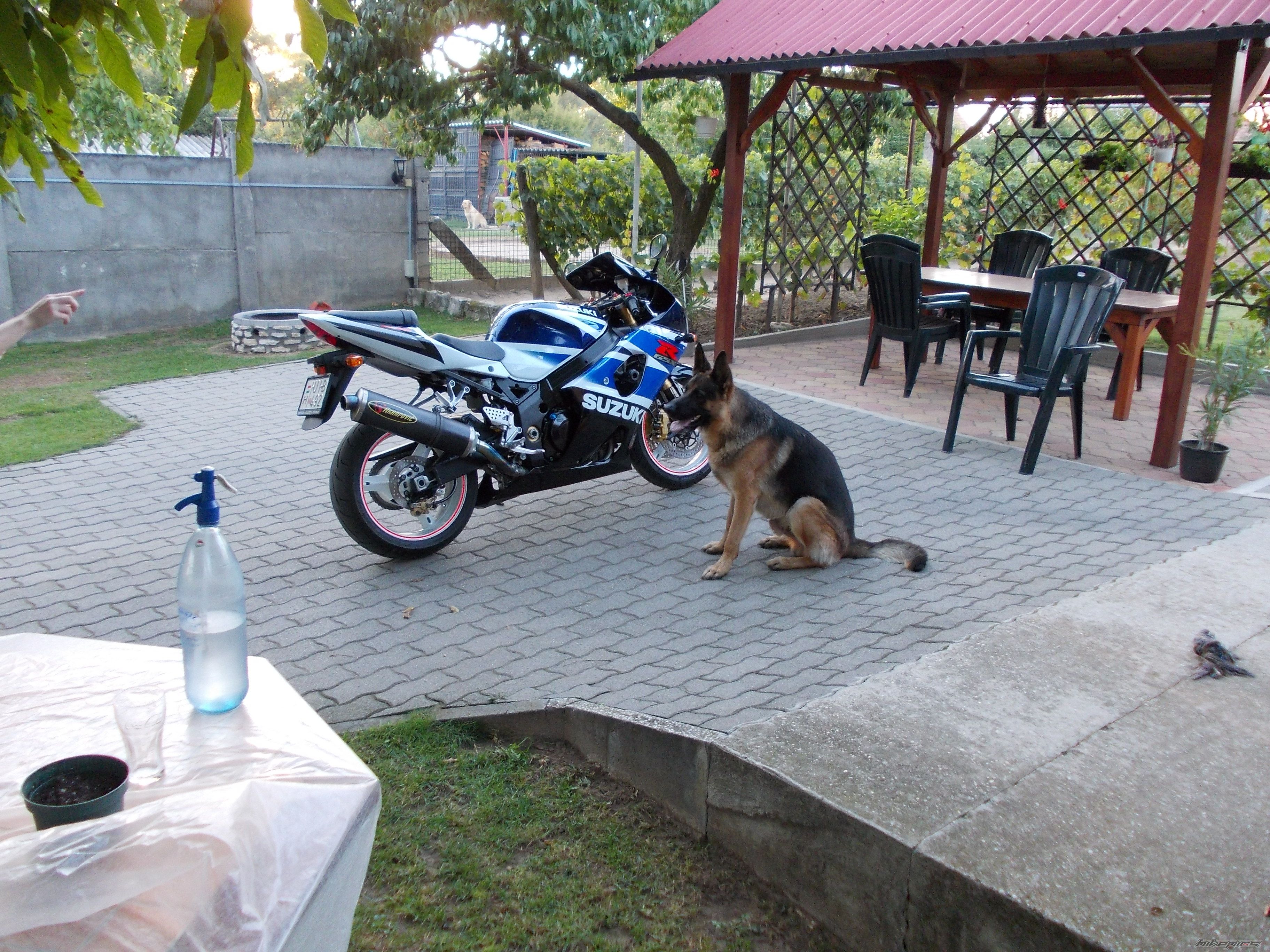 2003 SUZUKI GSX R 1000 | Picture 2648895 motorcycle photo
