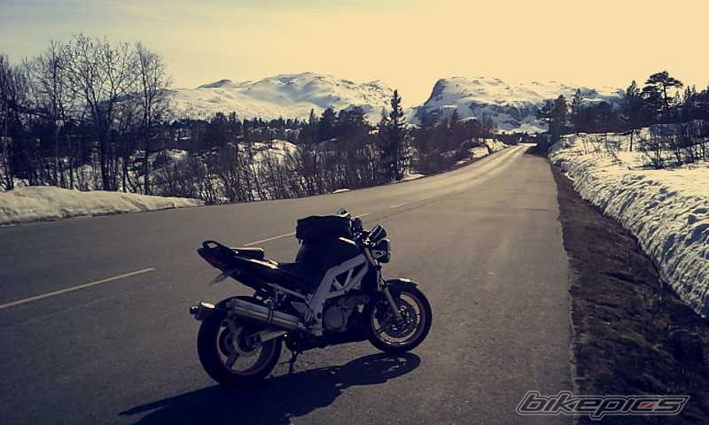 2003 SUZUKI SV 1000 | Picture 2665657 motorcycle photo