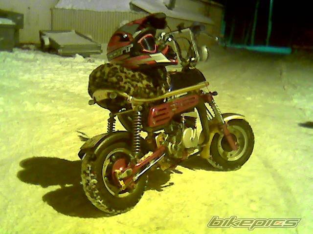 1984 SUZUKI PV 50 | Picture 269517 motorcycle photo