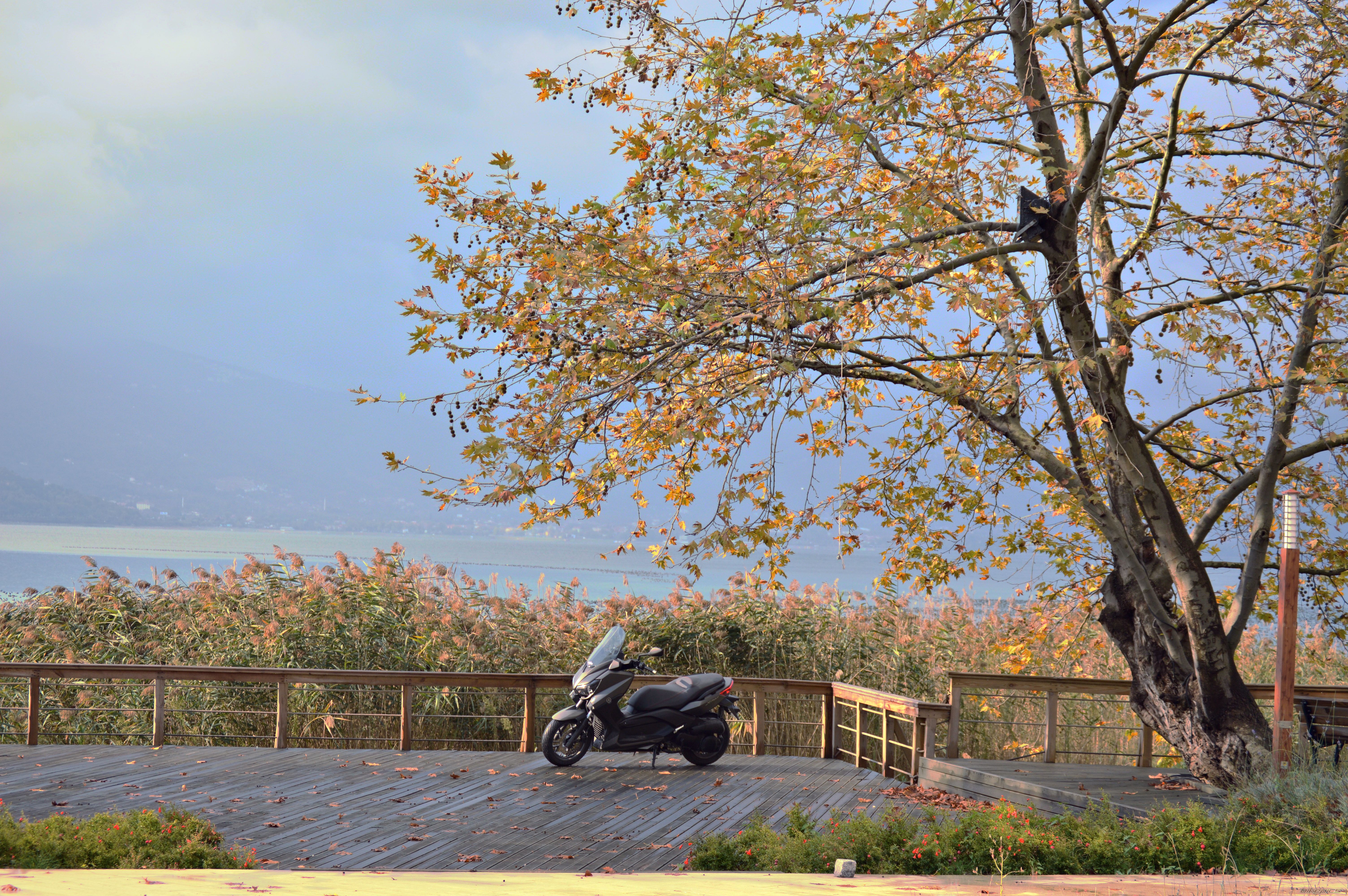 2014 YAMAHA XMAX | Picture 2703959 motorcycle photo