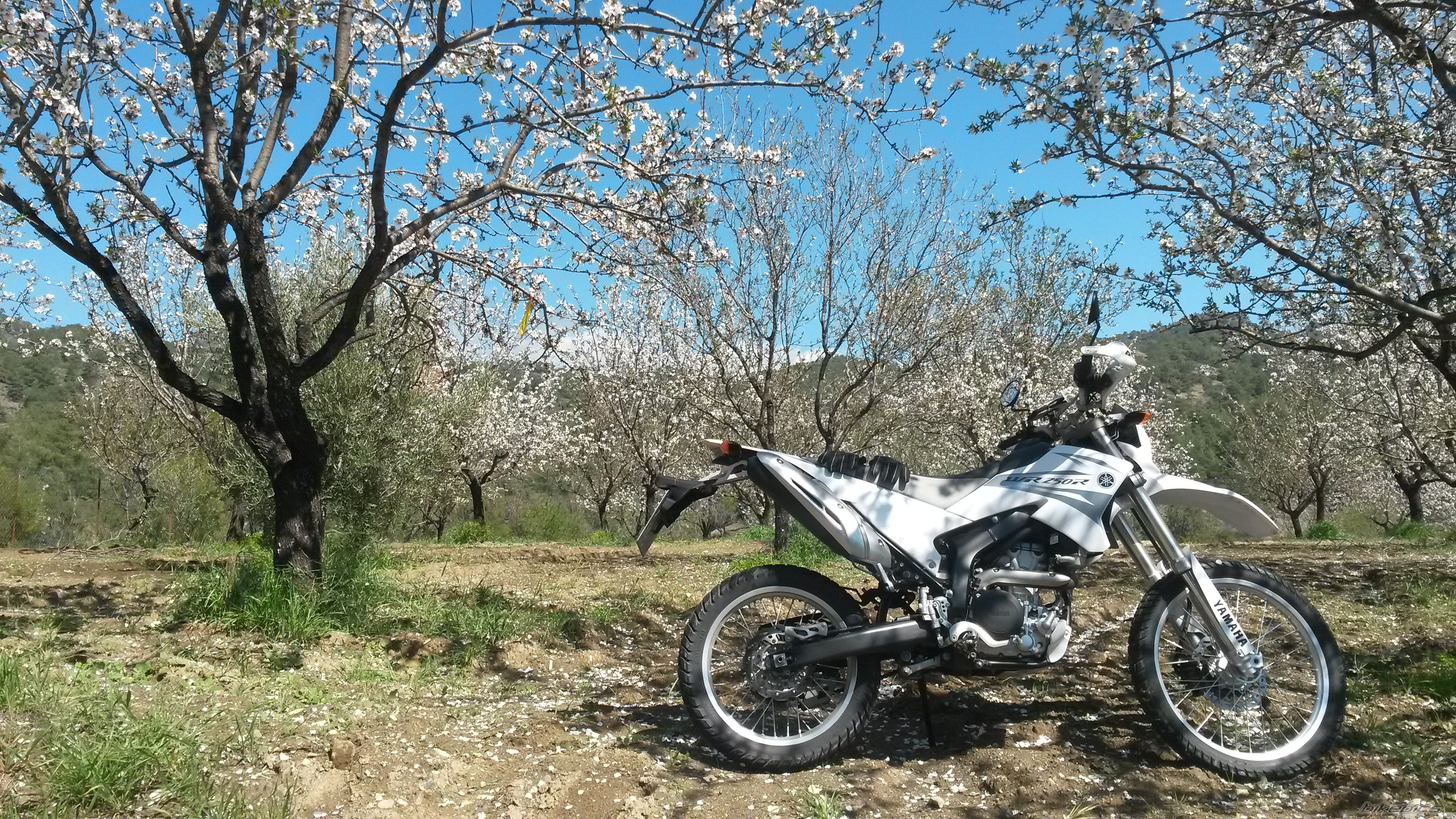 2008 YAMAHA WR 250 | Picture 2730837 motorcycle photo