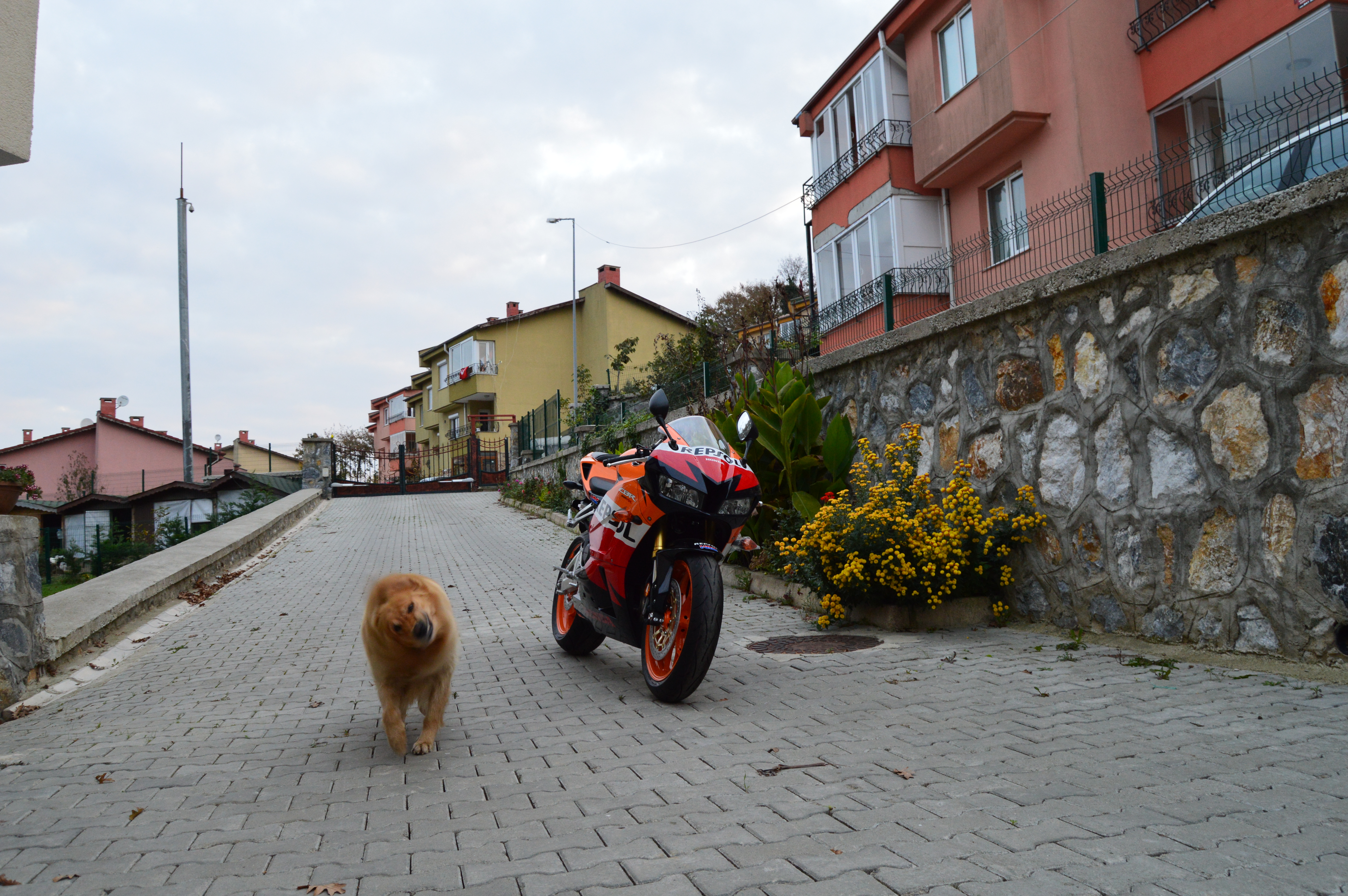 2015 HONDA CBR 600 RR | Picture 2764510 motorcycle photo