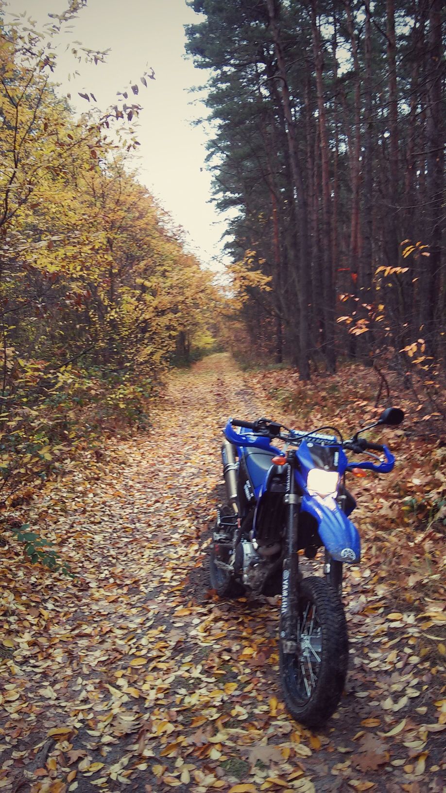 2008 YAMAHA WR250X | Picture 2765180 motorcycle photo