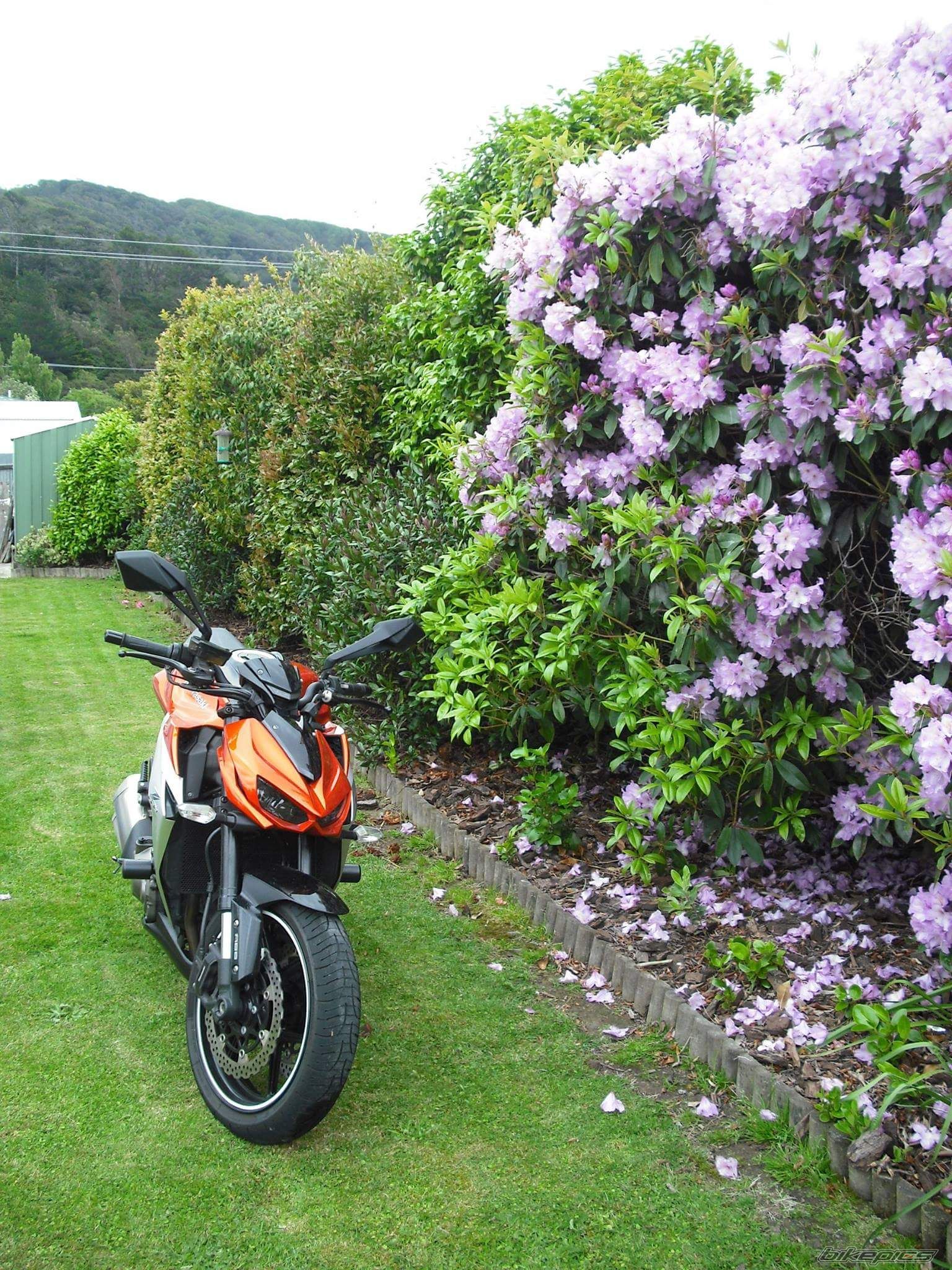2014 KAWASAKI Z1000 | Picture 2768332 motorcycle photo