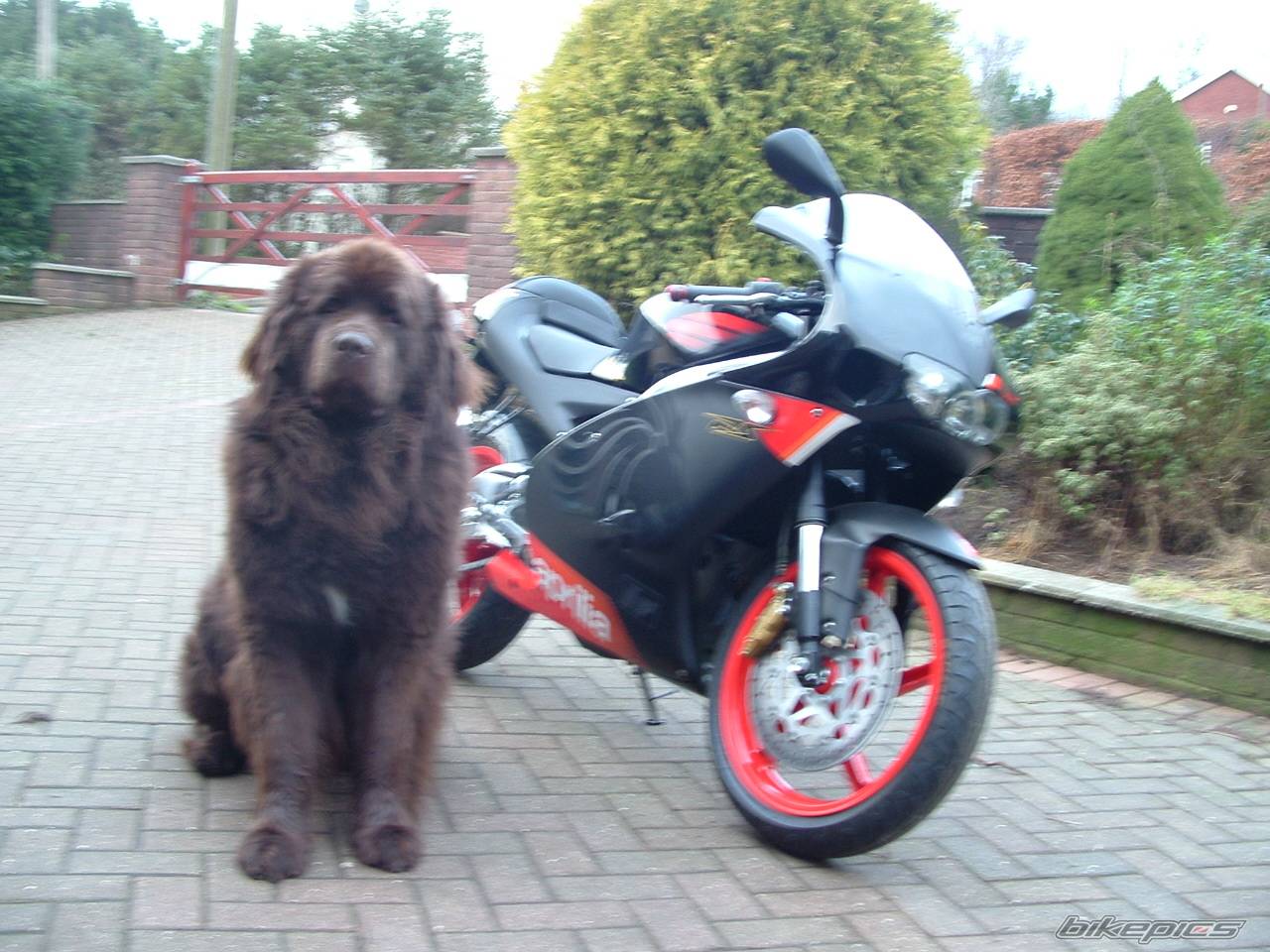 2005 APRILIA RS 125 | Picture 280459 motorcycle photo