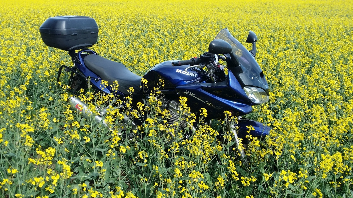 2003 SUZUKI BANDIT 600S | Picture 2807517 motorcycle photo