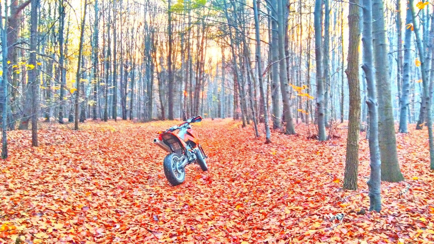 2003 KTM LC4 640 SM | Picture 2807925 motorcycle photo