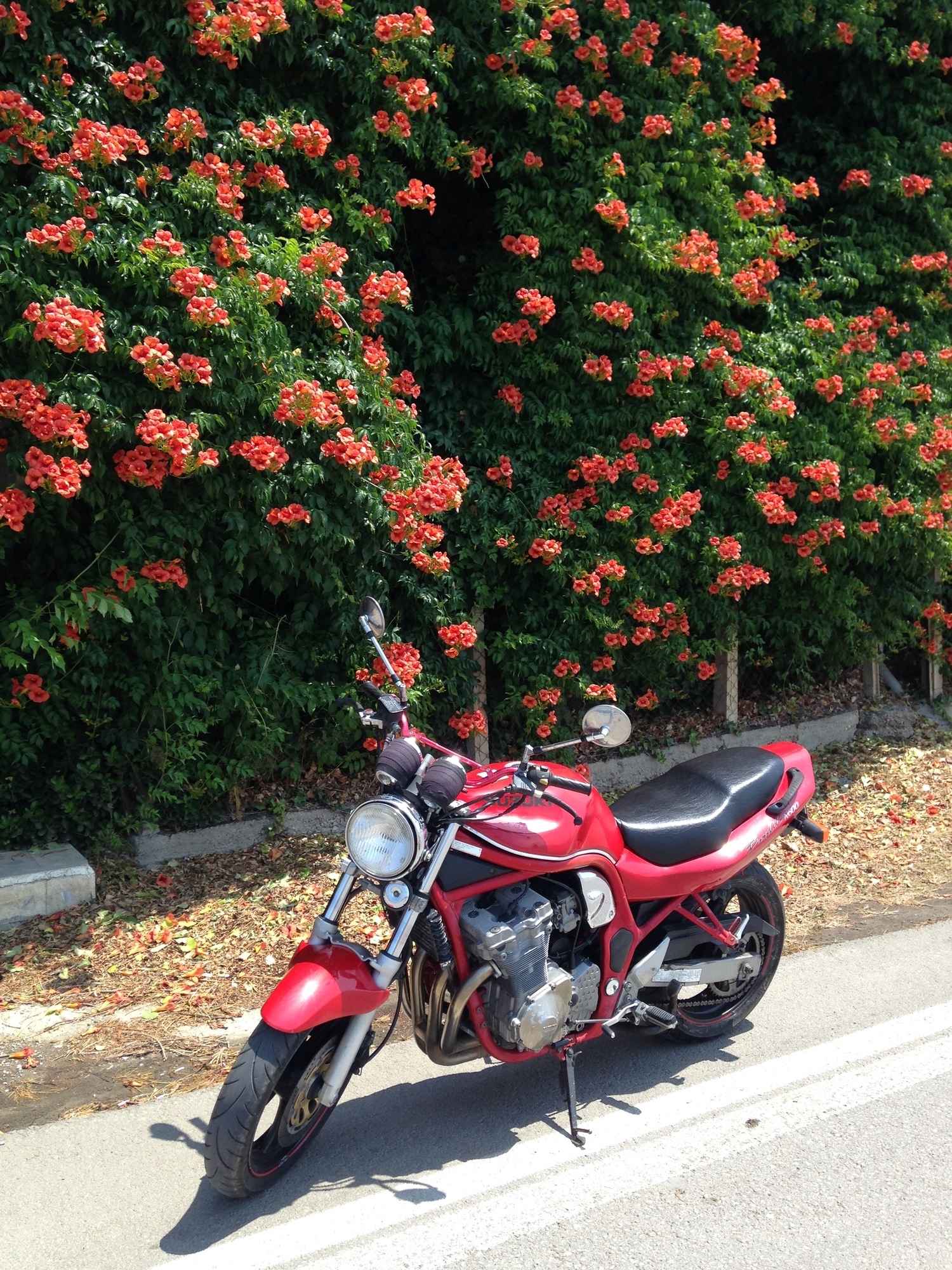 1998 SUZUKI BANDIT 600S | Picture 2817320 motorcycle photo