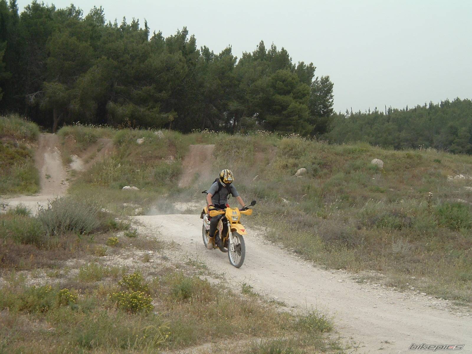1999 SUZUKI RMX 50 | Picture 338148 motorcycle photo