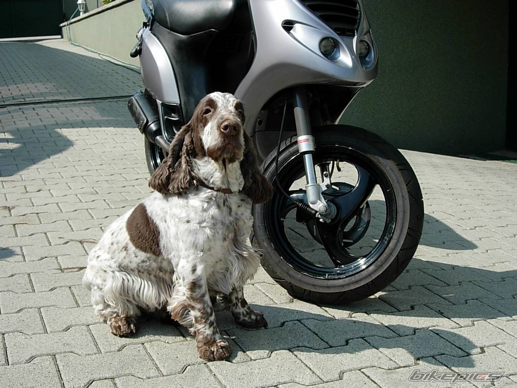 1999 PIAGGIO NRG | Picture 357261 motorcycle photo