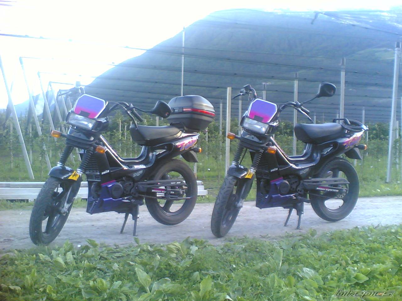 1996 MALAGUTI FIFTY TOP | Picture 366715 motorcycle photo