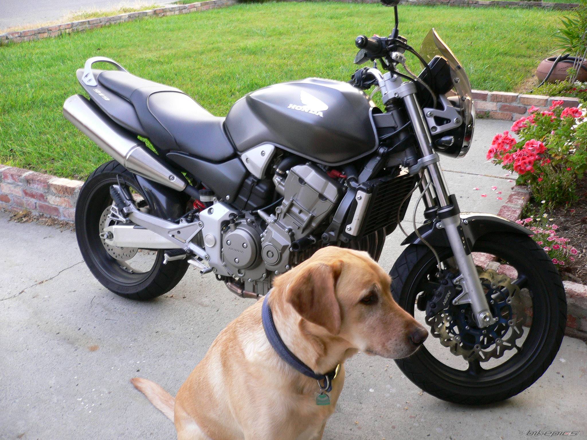 2003 HONDA CB 900 | Picture 384957 motorcycle photo