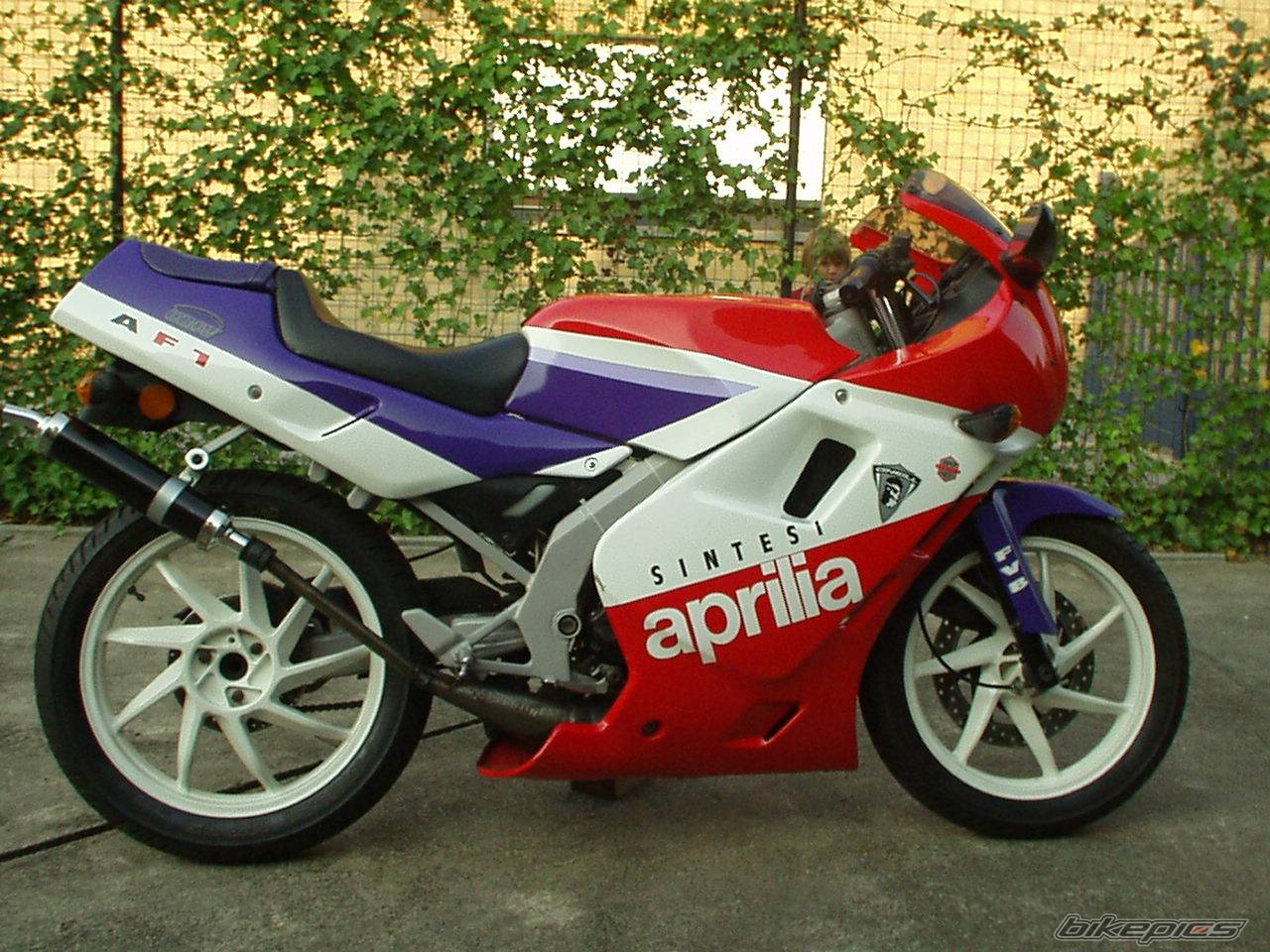 1989 APRILIA AF1 SINTESI 50 | Picture 388604 motorcycle photo