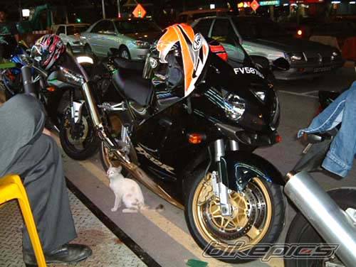 2000 KAWASAKI ZX 12R | Picture 39420 motorcycle photo