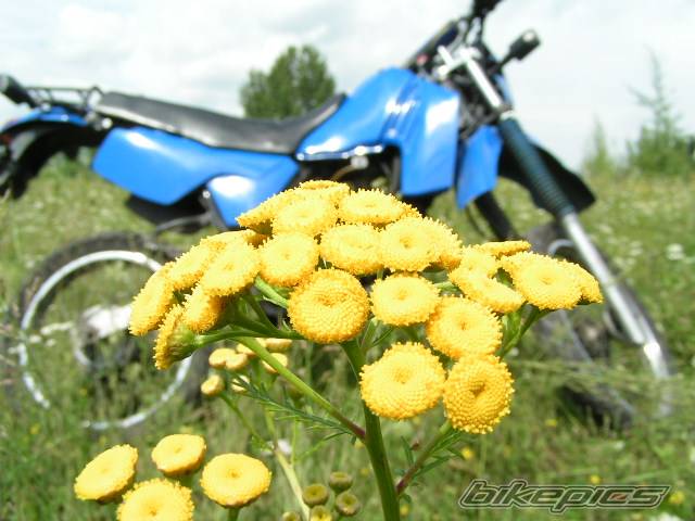 1993 YAMAHA DT 80 | Picture 404956 motorcycle photo