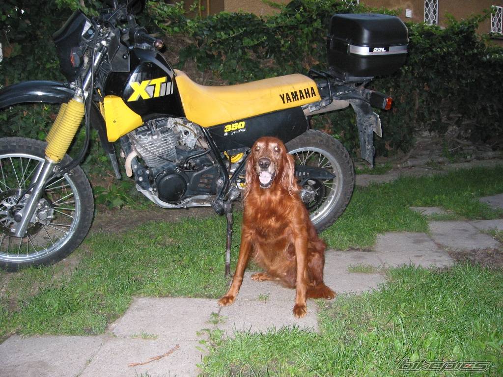 1991 YAMAHA XT 350 | Picture 420560 motorcycle photo