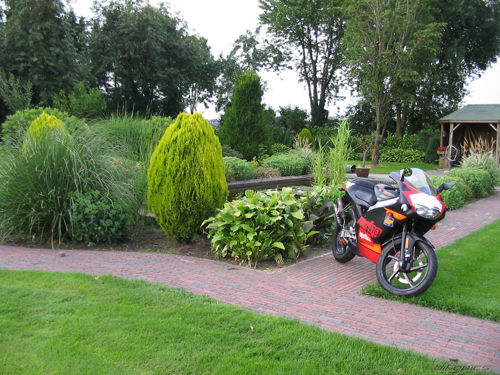 2003 APRILIA RS 50 | Picture 423816 motorcycle photo