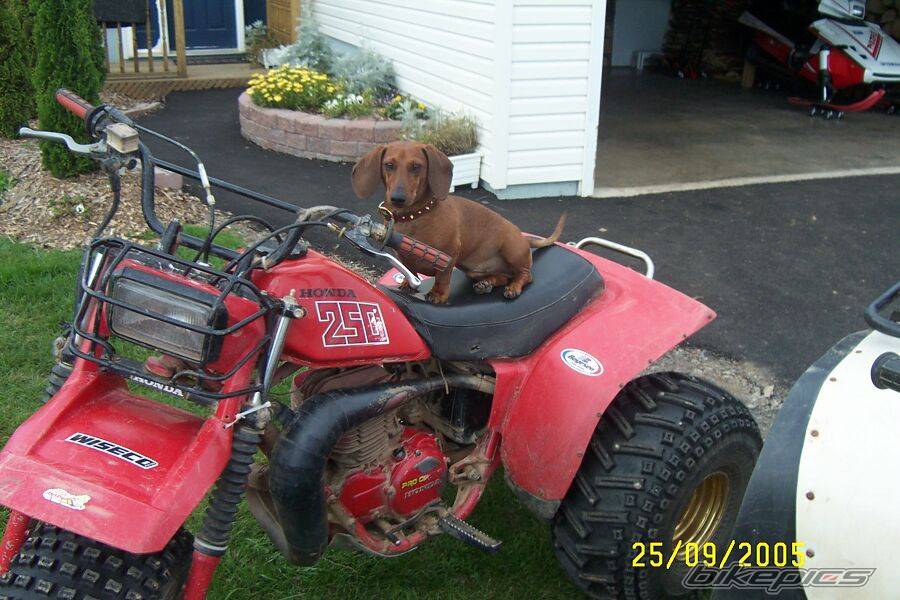 1981 HONDA ATC 250 | Picture 436058 motorcycle photo