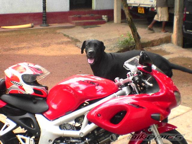 2002 SUZUKI SV 400S | Picture 442678 motorcycle photo