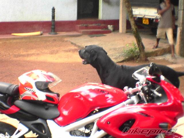 2002 SUZUKI SV 400S | Picture 442687 motorcycle photo